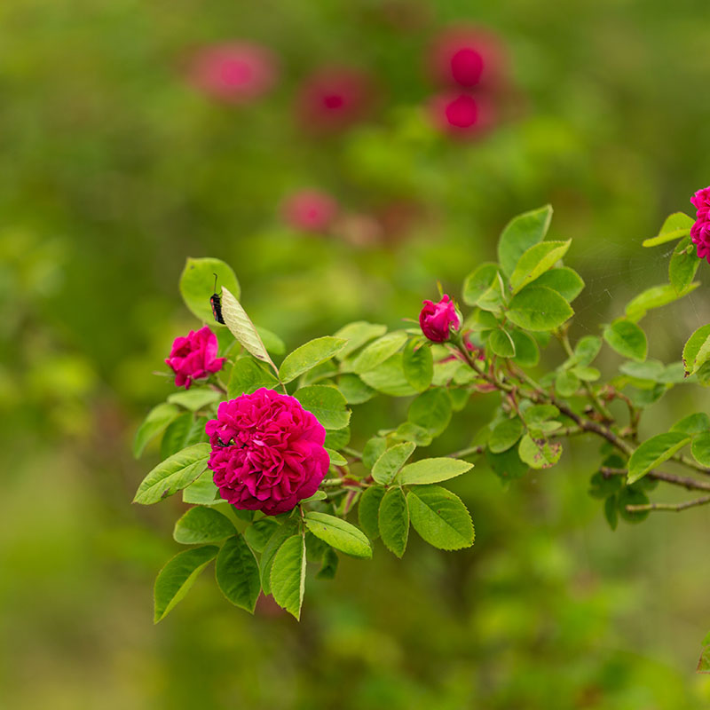 5 elementi della medicina tradizionale cinese Alchimia DoctorB